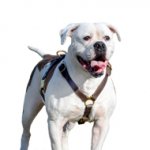 American Bulldog Harness for Walking, Training and Tracking