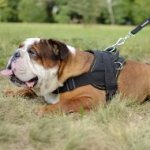 Bestseller! English Bulldog Harness of Nylon for Multitasking Use