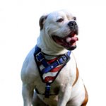 Custom Painted Harness for American Bulldog in USA Style