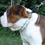 Strong Dog Pinch Collar with Snap Buckle for Bulldogs, 3.99 mm