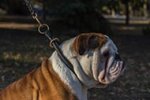 English Bulldog Rolled Leather Dog Collar for Obedience Training