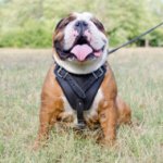 Black Leather Bulldog Harness for Training