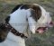 Handmade Dog Collar with Studs and Pyramids for American Bulldog