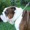 English Bulldog Quality Dog Slip Collar for Obedience Training