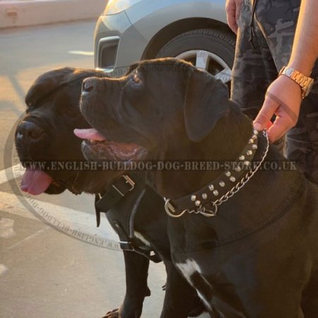 Bullmastiff Collar of Leather with Decorative Pyramids for Walks