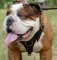Tracking and Easy Walking Harness of Leather for English Bulldog