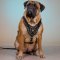 Bullmastiff Leather Harness Luxury Brass Studded & Nappa Padded