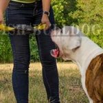 American Bulldog Training Bite Tug of French Linen with Handles