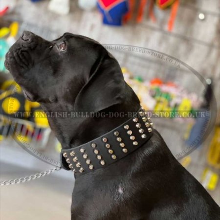 English Bulldog Massive Dog Collar Studded with Marvel Pyramids