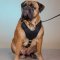 Working Dog Harness of Leather for Bullmastiff Training, Walking