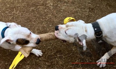 Dog Training Tug Extra Large for American Bulldog, Natural Jute