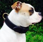 Bestseller! Agitation Dog Collar of Leather with Handle for American Bulldog