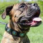Boxer Dog Leather Collar with Blue Stones and Vintage Brooches