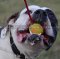 Dog Ball on Rope for American Bulldog Training, 6 cm