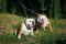 Walking Leather Leash Coupler for Owning Two English Bulldogs