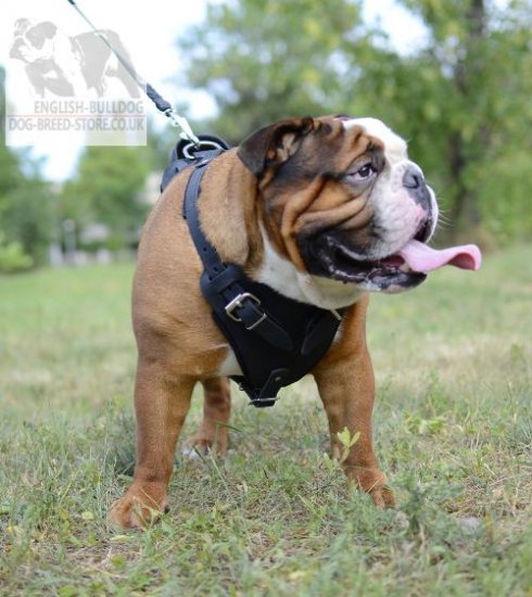Leather Dog Harness Agitation, Protection for English Bulldog