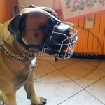 Bullmastiff Muzzle of Wire with Good Ventilation Perfect for Daily Use_1