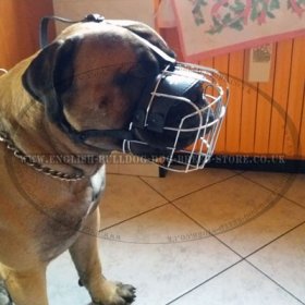 Bullmastiff Muzzle of Wire with Good Ventilation Perfect for Daily Use