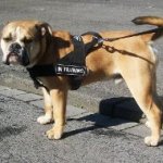 Continental Bulldog Nylon Harness with Patches Multi-Purpose Use