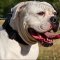 American Bulldog Collar of Nylon with Quick-Release Buckle