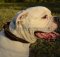 Braided Dog Collar for American Bulldog, Leather, Handmade