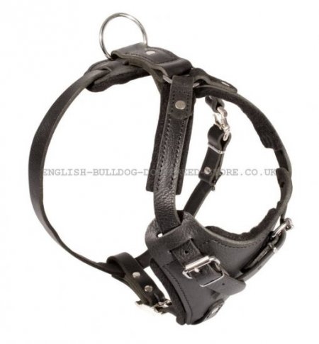 Black Leather Bulldog Harness for Training