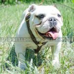 Leather Dog Harness UK for English Bulldog Tracking and Walking