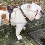 Leather Dog Harness UK for English Bulldog Tracking and Walking_1