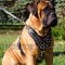 Bullmastiff Harness Leather with Brass Spikes for Walk, Training
