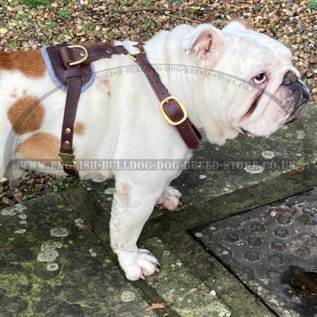 Leather Dog Harness UK for English Bulldog Tracking and Walking