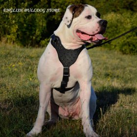 Dog Harness for Bulldog of Large Size and Great Power