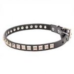 Thin Leather Dog Collar with Kingly Studs for English Bulldog