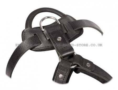 Black Leather Bulldog Harness for Training