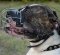 Basket Dog Muzzle of Wire for American Bulldog, Best Model