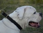 Leather Choke Collar Braided Design for American Bulldog