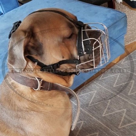 Basket Dog Muzzle of Wire for Bulldogs, Best for Daily Use