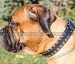 Bullmastiff Collar Leather with Studs in Caterpillar Design