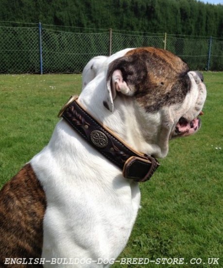 Leather Dog Collar for Old Victorian Bulldog, Luxury Design