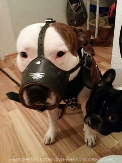 American Bulldog Leather Muzzle Nappa Padded Inside, Open Nose