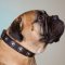 Bullmastiff Collar of Leather with Vintage Conchos, Cool Design