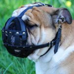 Dog Muzzle for Olde English Bulldog of Natural Leather