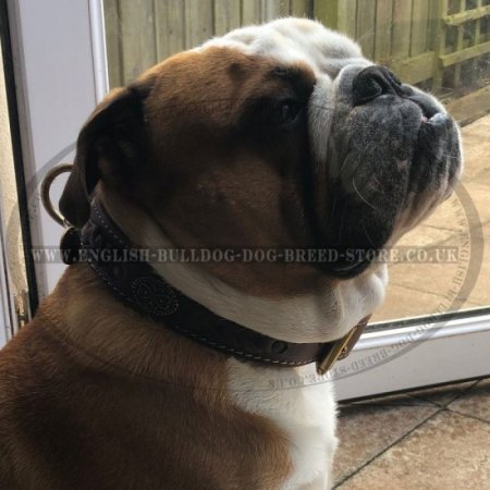 Bestseller! Royal Dog Collar Nappa Padded, Luxury Design for English Bulldog