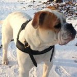 Bestseller! Old English Bulldog Harness Pulling, Training and Walking