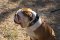 English Bulldog Collar Decorated with Nickel Cones and Plates