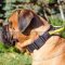 Bullmastiff Collar of Nylon with Handle and Quick-Detach Buckle