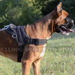 Dog Harness for a Boxer of Nylon with Handle for Multiply Use