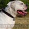 American Bulldog Collar of Strong Narrow Leather for Walking