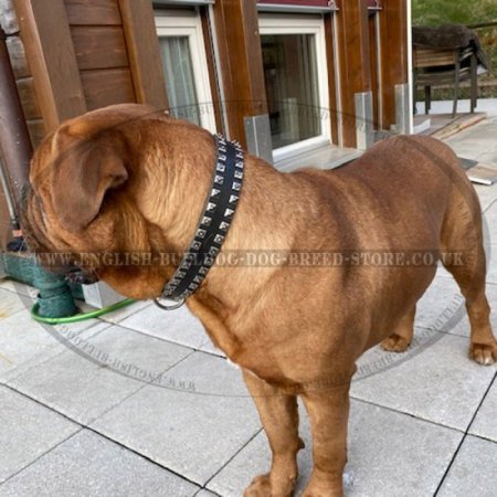 Bullmastiff Collar Leather with Studs in Caterpillar Design