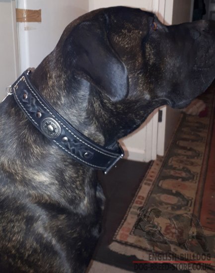 English Bulldog Leather Collar with Royal Nickel Hardware