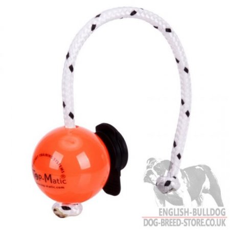 large hard plastic dog ball